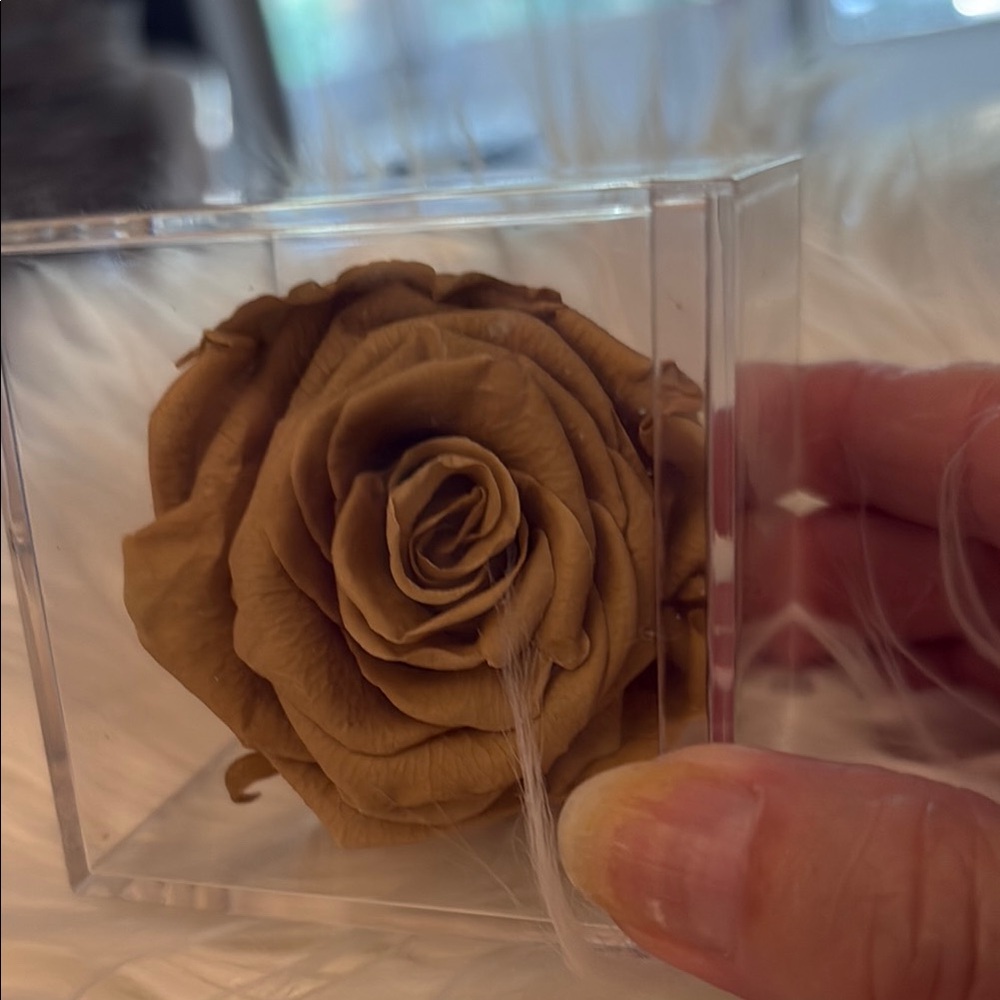 Preserved Golden Rose in Acrylic Box